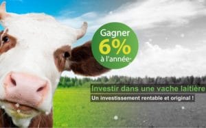 Placement arnaque vaches laitières